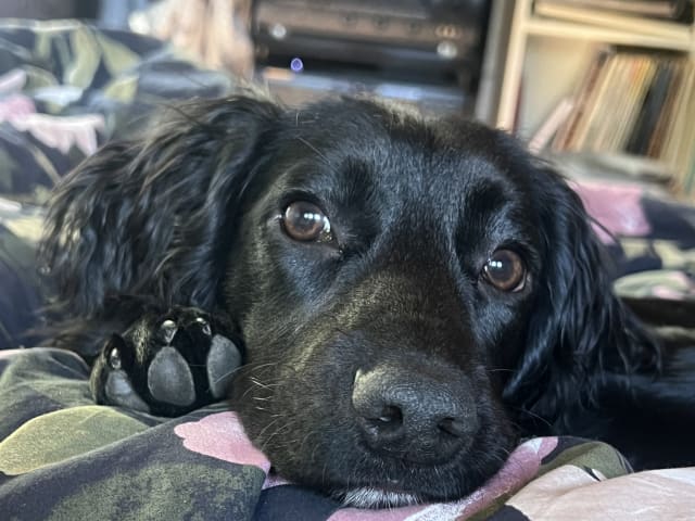 Cocker spaniel · Norra sorunda · Rummeltorp