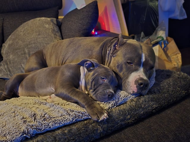 American bully