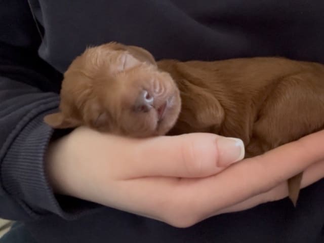 Irish Setter