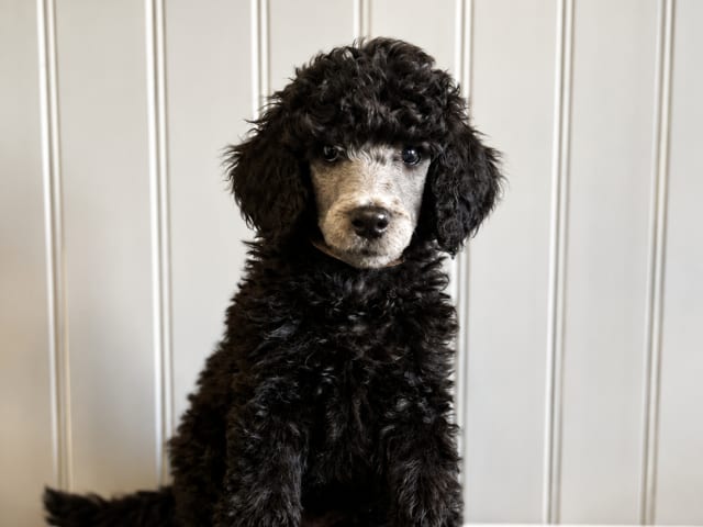 Standard Poodle · Bergsjö · Amanda Olsson