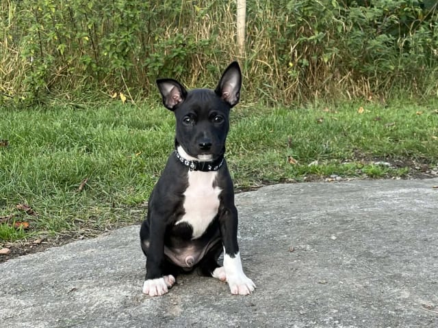 Rat Terrier