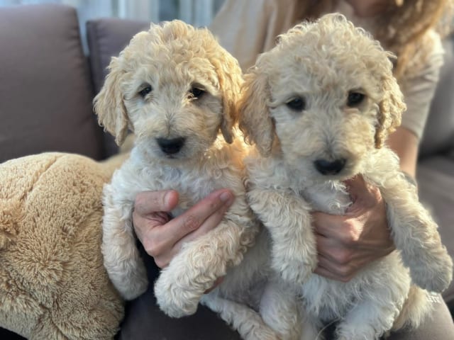 Goldendoodle
