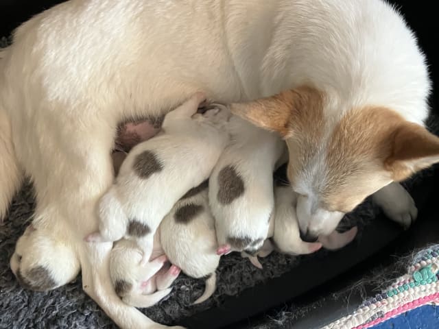 Norrbottenspets