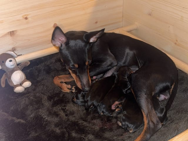English Toy Terrier