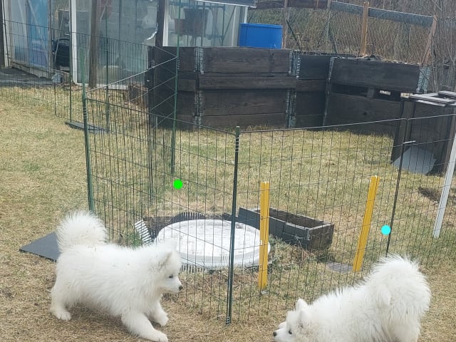 Samoyed
