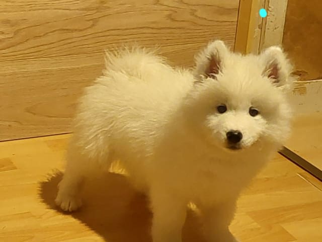 Samoyed