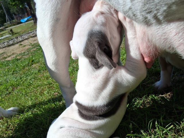 American bully x amstaff · Bjurholm · Leia R.