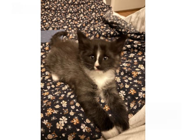 Norsk skogkatt · Enköping · Lodahlshjem