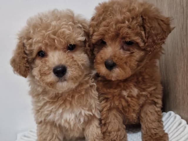 Maltipoo