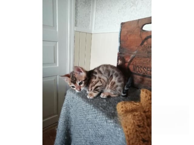 Bengal · Sollebrunn · SE*Tissan's