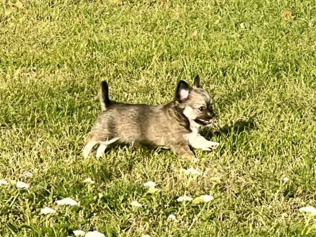 Chihuahua · Fjärdhundra · Bastängens