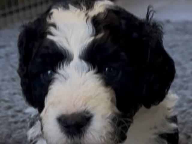 Spanish Water Dog (Perro de Agua Espanol)