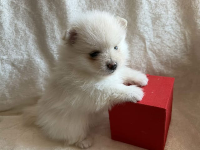German Spitz – Kleinspitz