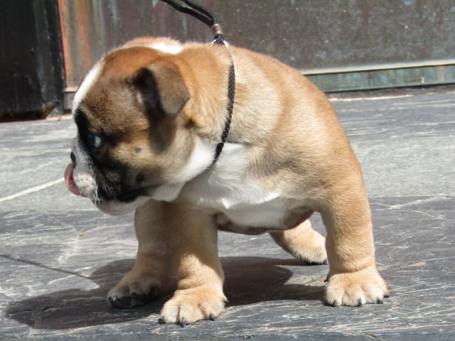 Engelsk bulldog