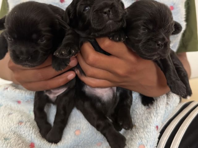 Tibetan Spaniel