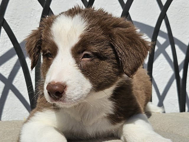 Border Collie