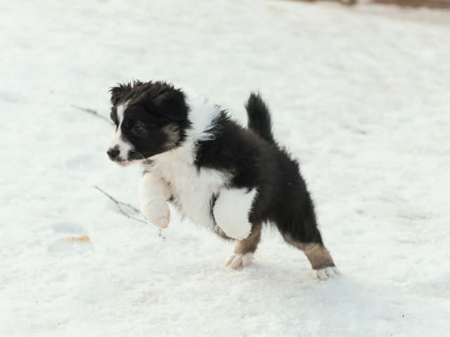 Australian Shepherd