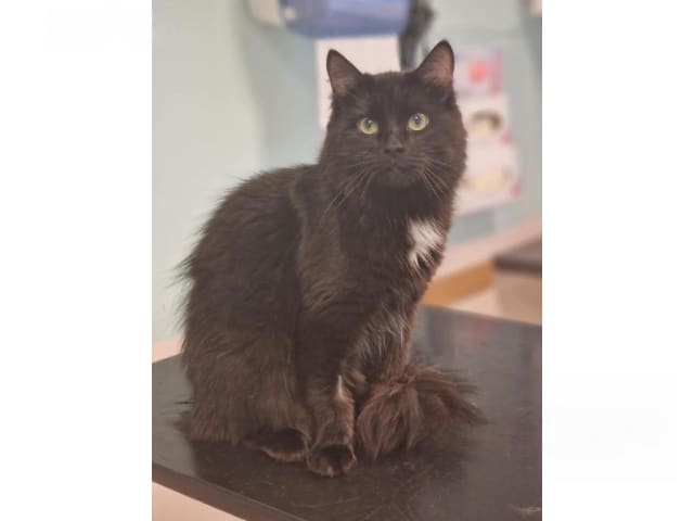 Sibirisk katt · Borlänge · SnowKitten