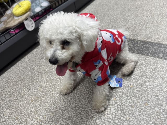 Bichon Frise