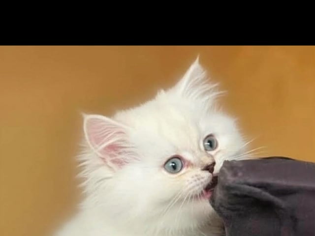 British Longhair