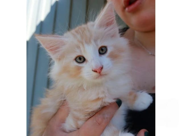 Norsk skogkatt · Hällekis · SE*Kinnekulles