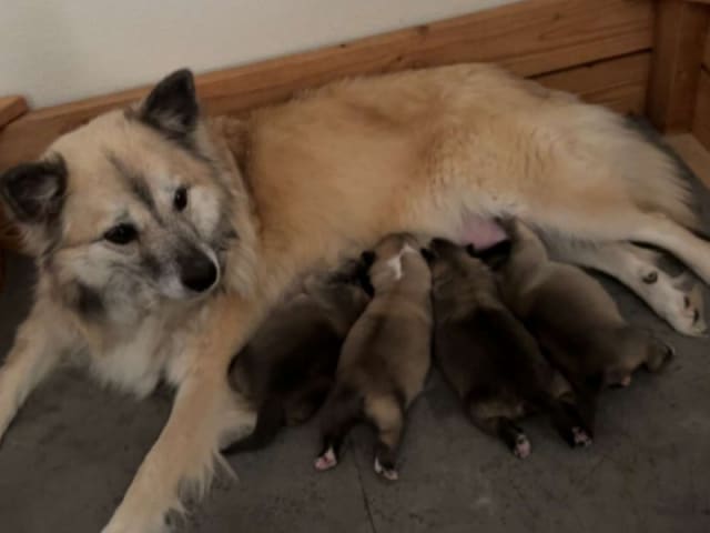 Icelandic Sheepdog · Skælskør · Night-Bird's
