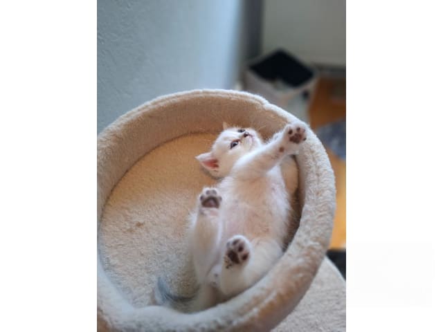 British Shorthair · Älmhult · SE*Emilslunds