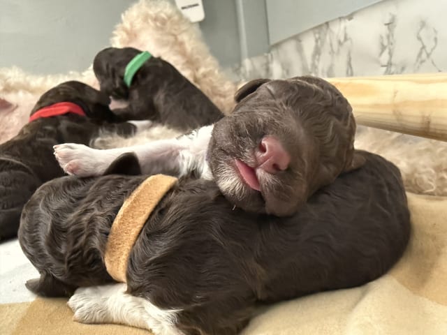 Lagotto romagnolo · Umeå · Tina A.