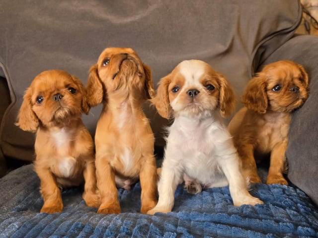 King Charles Spaniel