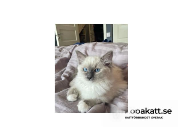 Ragdoll · Saltsjö-Boo · SE*Whitediamondfamily