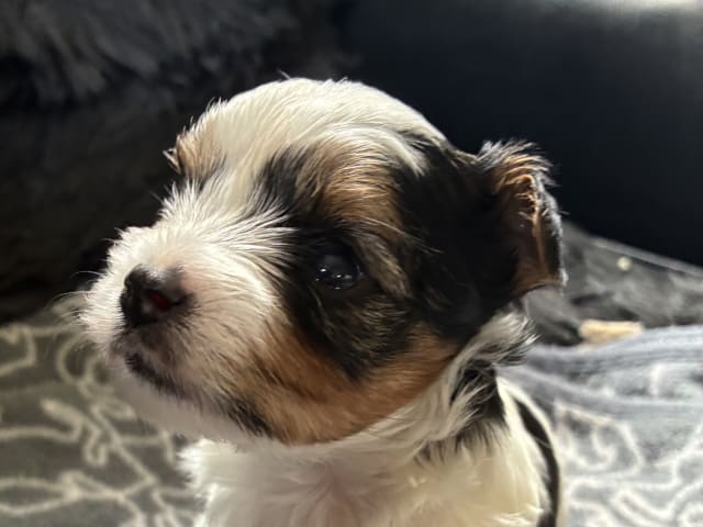 Biewer Terrier