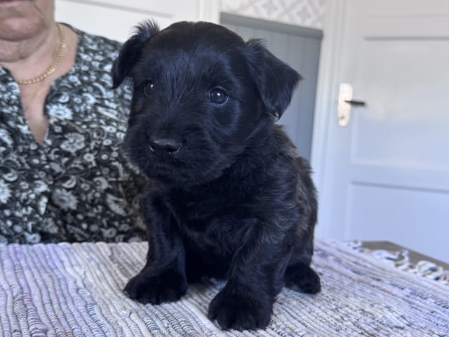 Skye terrier