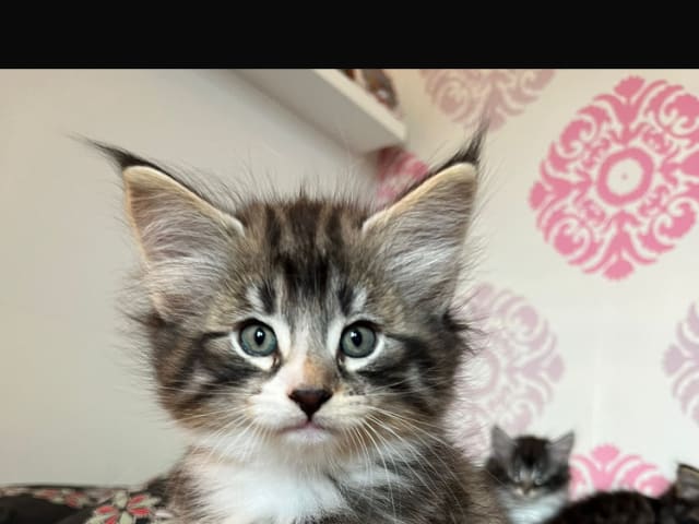 Norwegian Forest · Åkersberga · SE*Danzarin Cats
