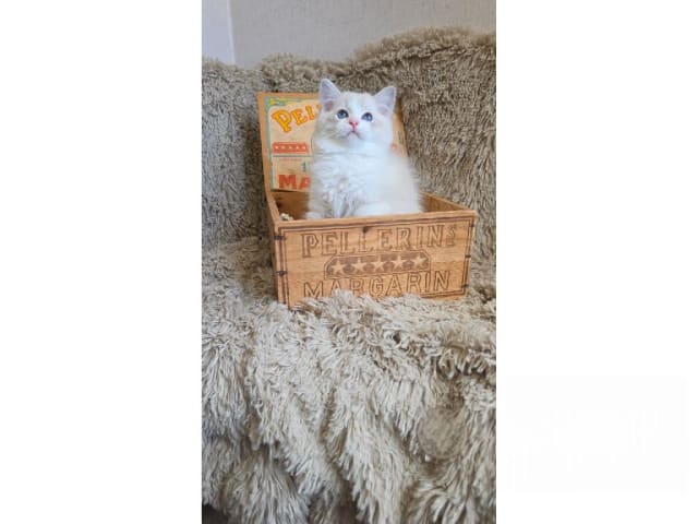 Ragdoll · Mariestad · S*Raggartassens