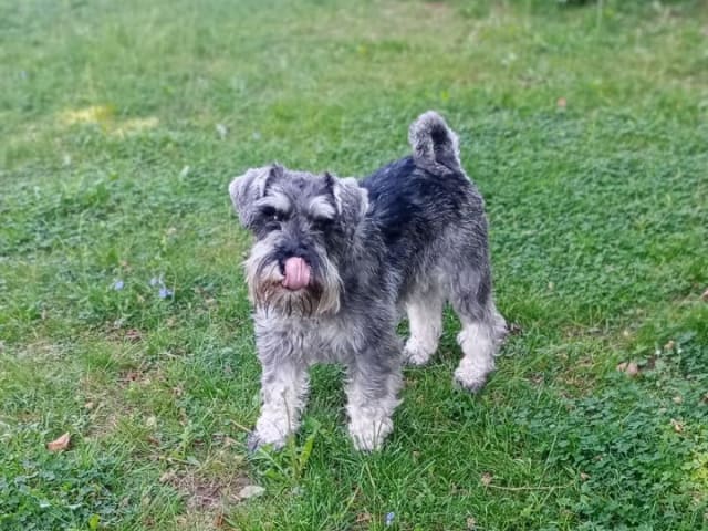 Miniature Schnauzer · Partille · Encalnas' Kennel