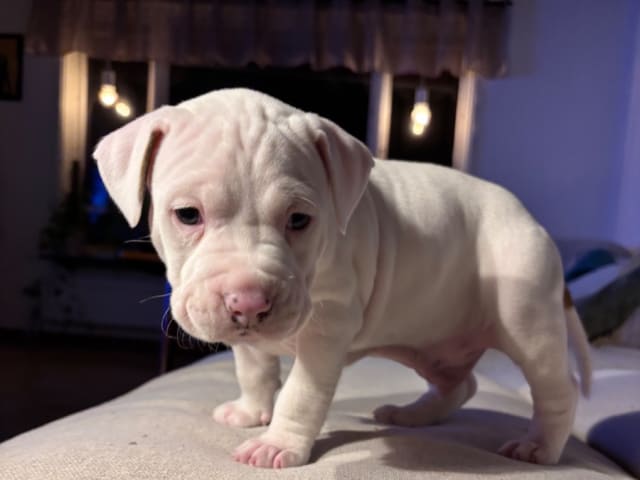 American Staffordshire Terrier · Köping · Hannah Östensson Lindqvist