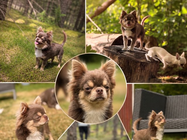Chihuahua · Karlstad · Zusanna D.