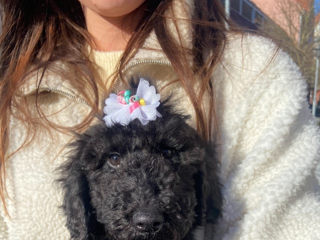 Standard Poodle