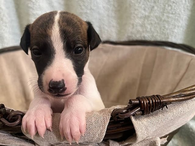 Whippet