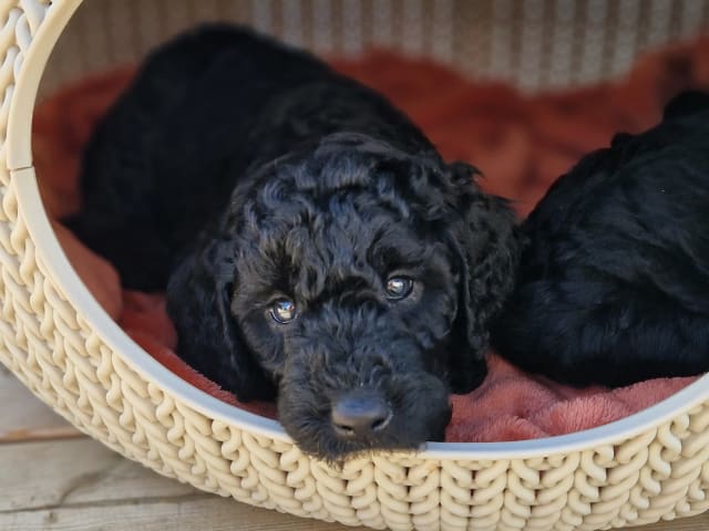 Double Doodle · Borås · Smith Labradoodles