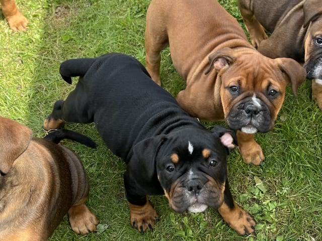Olde English Bulldogge · Malmö · Ulrika L.