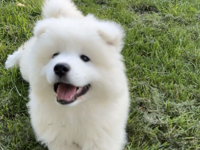 Samoyed