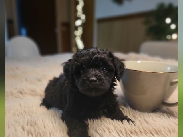 Maltipoo