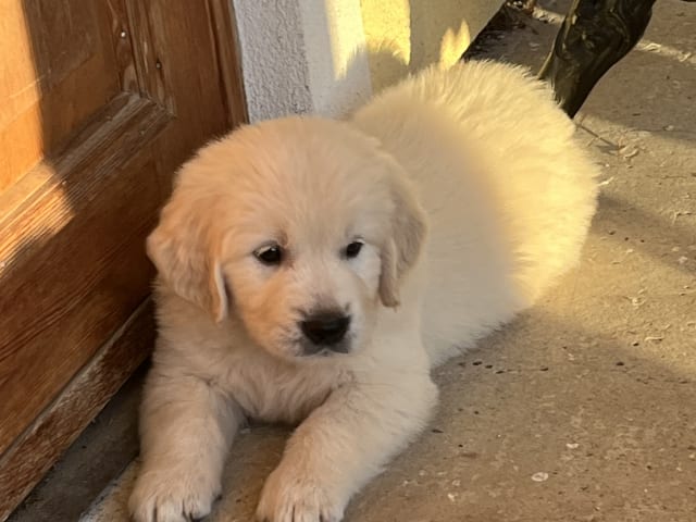 Golden retriever · Tjällmo · Ekbergarn’s  kennel