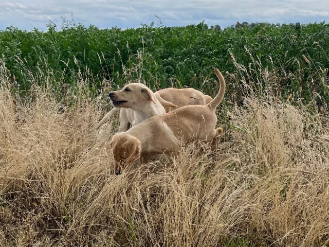 Labrador Retriever · Höör · Thorondor