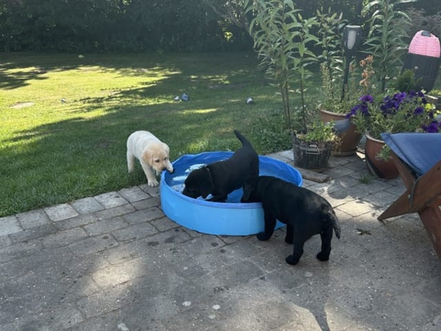 Labrador retriever · Hjallerup · Townfield's