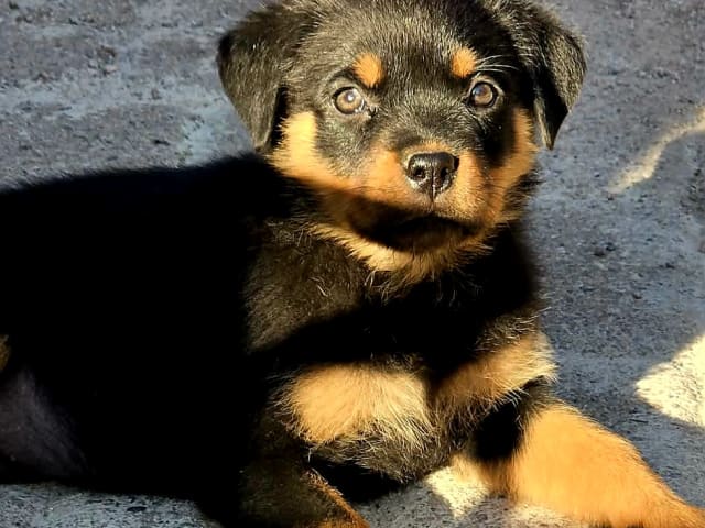 Rottweiler · Klippan · Manfield Farm