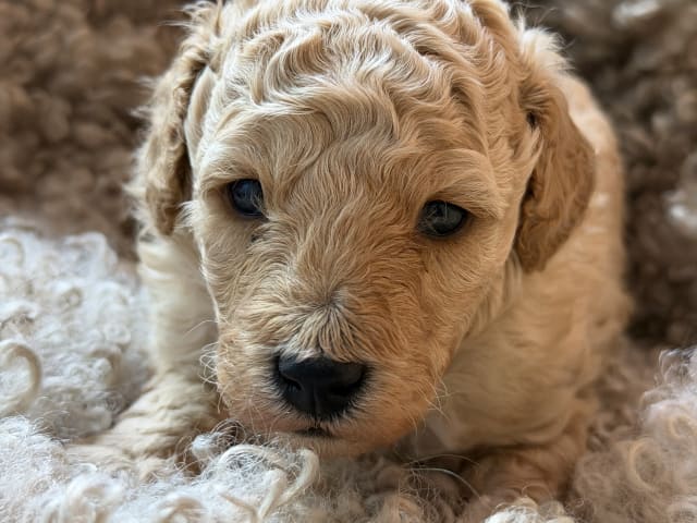 Miniature Poodle