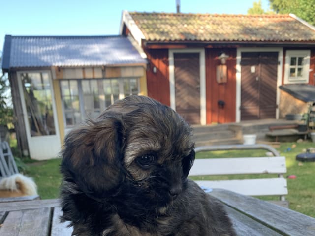 Shipoo/Pekingese · Larv · Yvonne H.