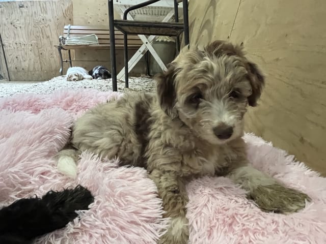 Aussiedoodle · Fredericia · Overgaards hvalpe